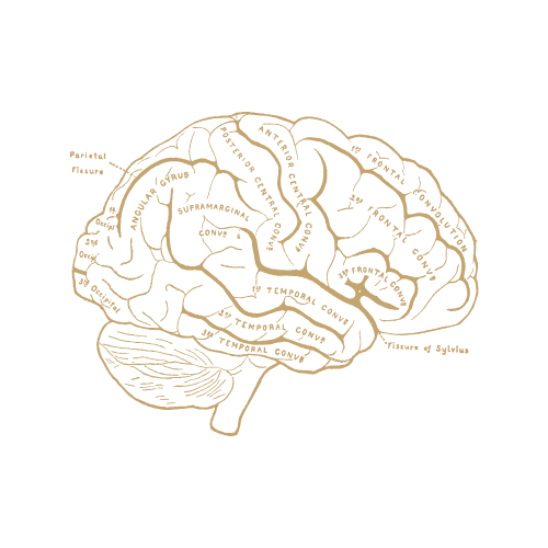 noetheia - φιλοσοφία και νευροεπιστήμη